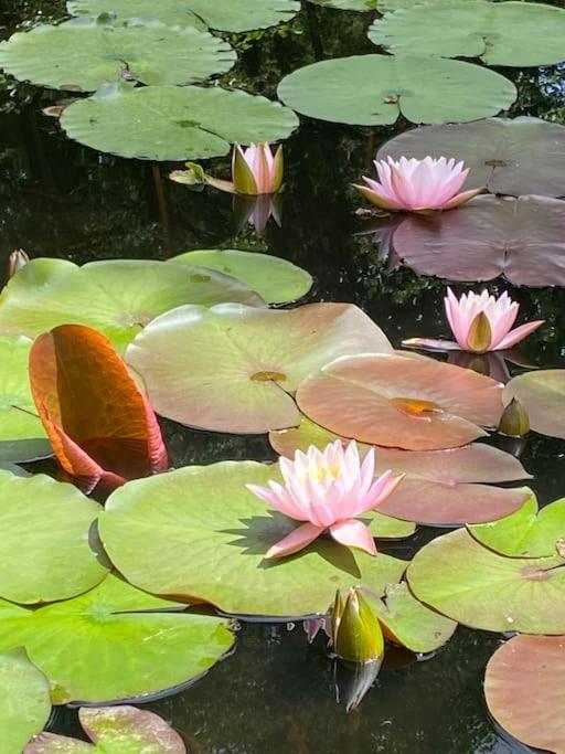 Le Gite De Lou - Piscine Privative Et Massages Bien-Etre Villa Mazerolles  Bagian luar foto